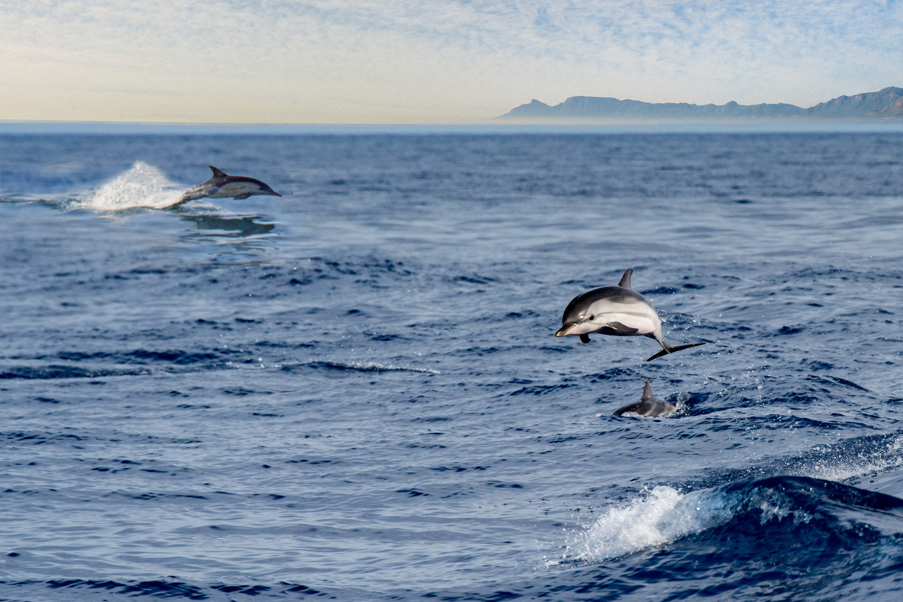 Dolphins jumping out of water